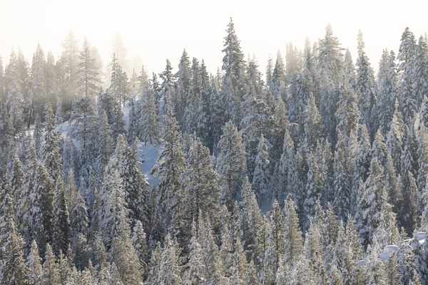 evergreen content strategy